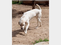 in-regalo-una-famiglia-per 