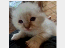 gatto-sacro-di-birmania 