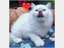 Gatti in vendita
