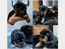 in-regalo-meravigliosi-rottweiler-per 