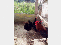 uova-feconde-di-marans-nero 
