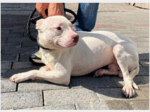 in-regalo-cane-meticcio-malibuampapos 