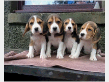 beagle-cuccioli-deliziosi-prezzo-eur55000 