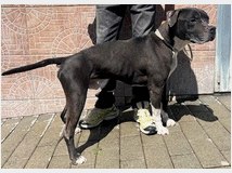 in-regalo-cane-pit-bull 