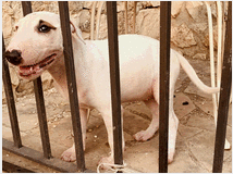 bull-terrier-prezzo-eur100-cuccioli 
