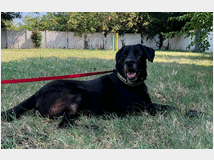 in-regalo-cane-meticcio-elija 
