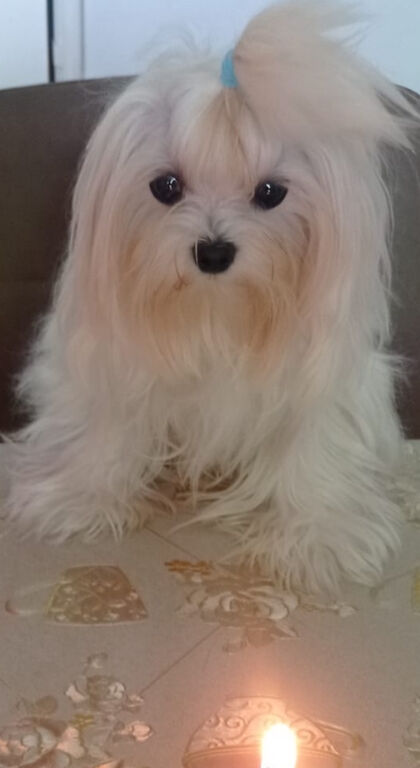 5355936  Accoppiamento Maltese Coreano