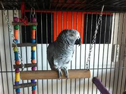 5132108  African Gray Parrot