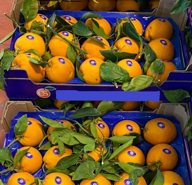 5355960 Agrumi di sicilia