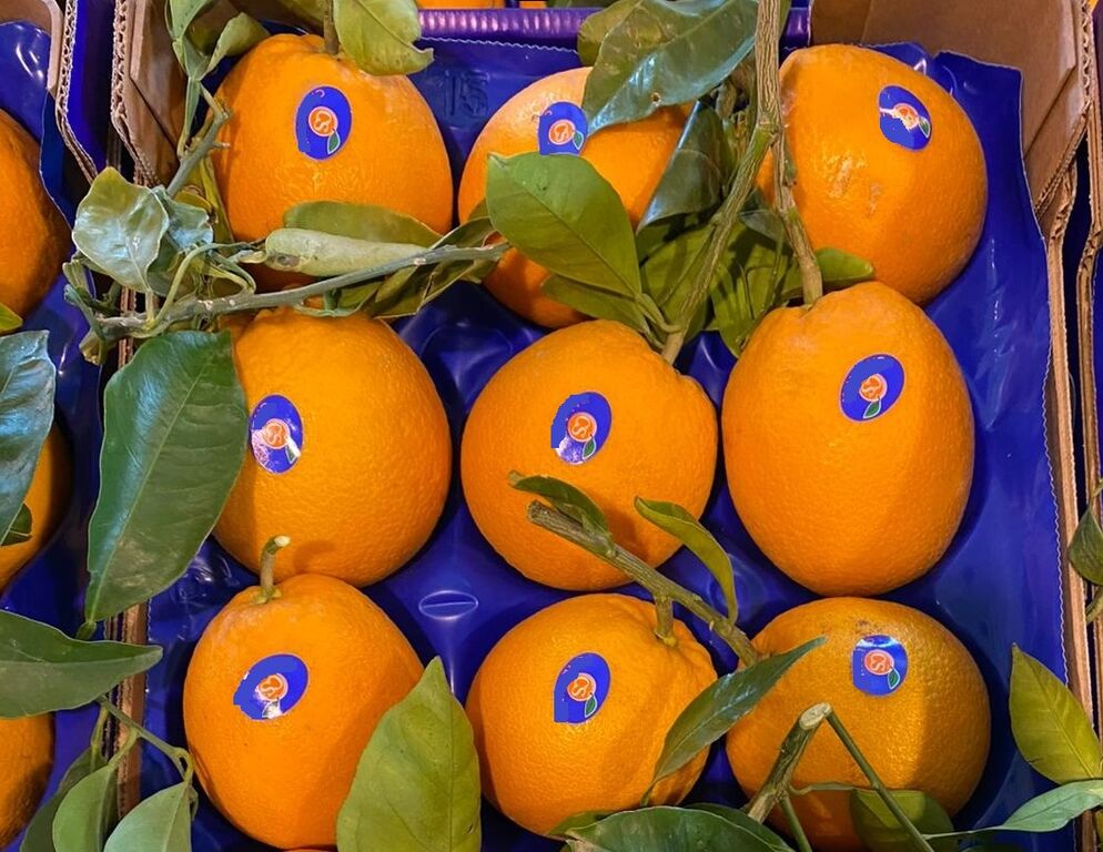 5355961 Agrumi di sicilia