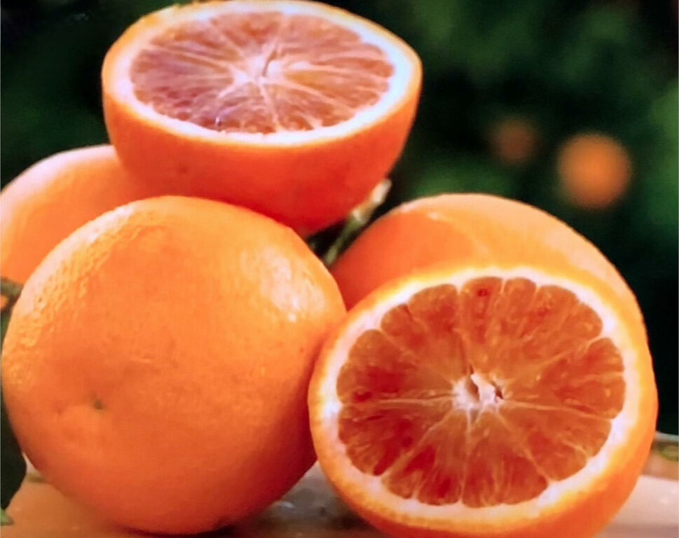 5355964 Agrumi di sicilia