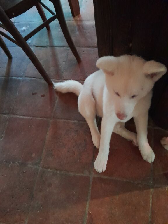 5347021  Akita inu