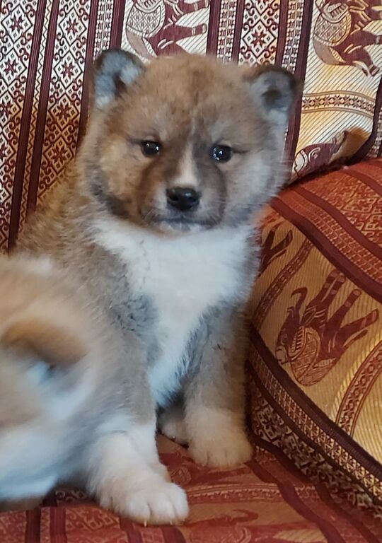 5362508  Akita inu