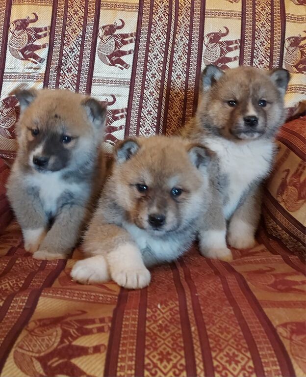 5362509  Akita inu