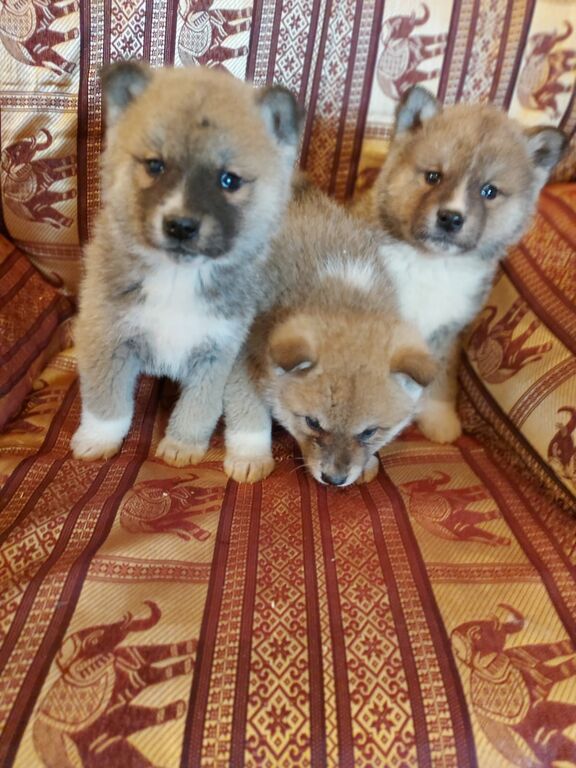 5362510  Akita inu