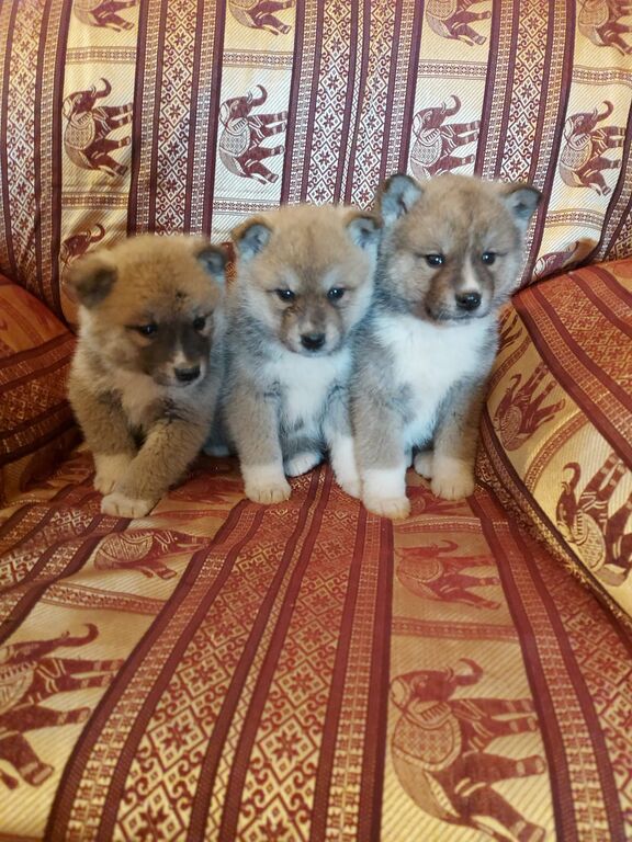 5362512  Akita inu