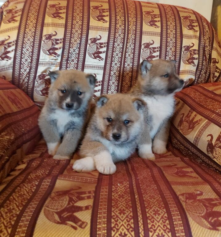 5362513  Akita inu