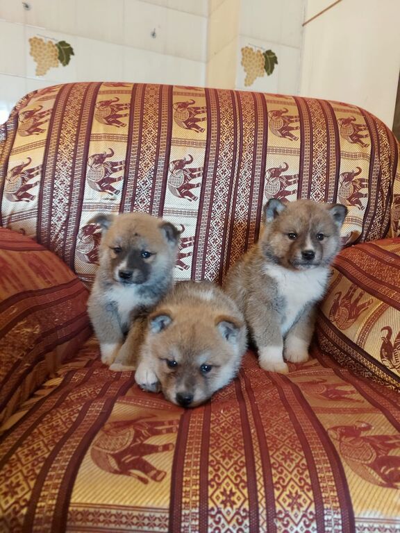 5362514  Akita inu