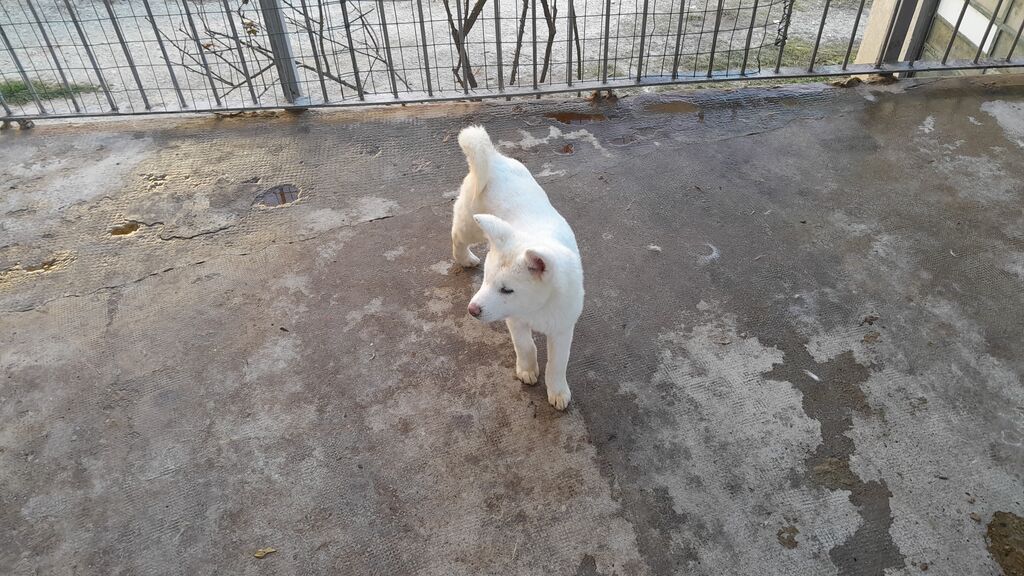 5369442  Akita inu