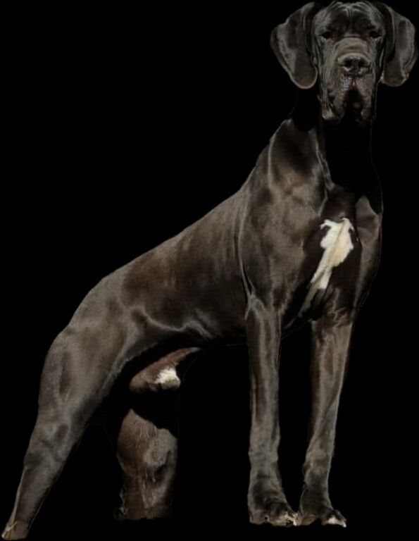 5349655  Alani  neri