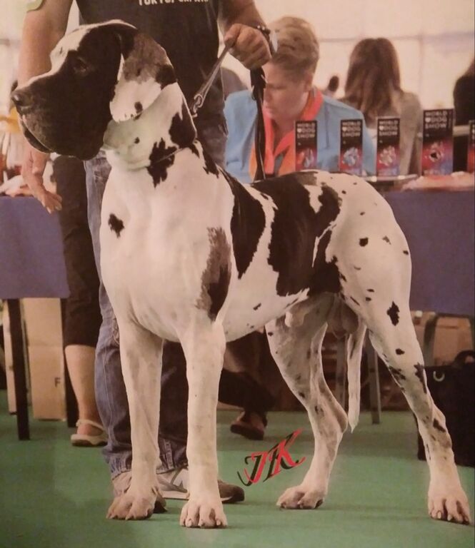 5376940  Alani  neri grigi e arlecchini