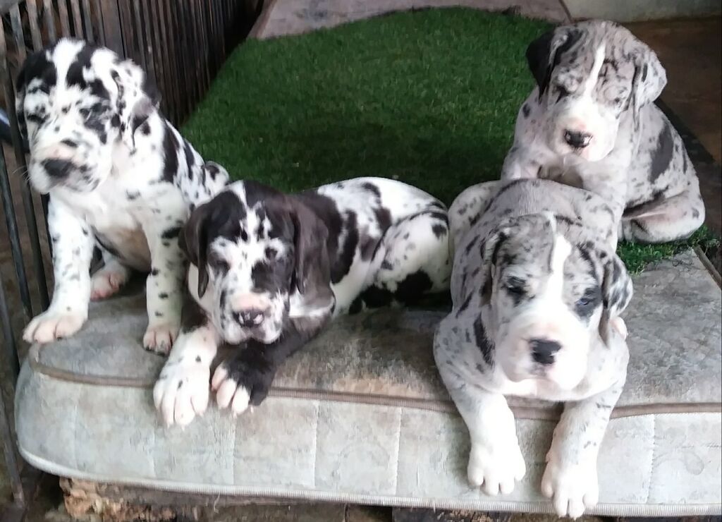 5376942  Alani  neri grigi e arlecchini