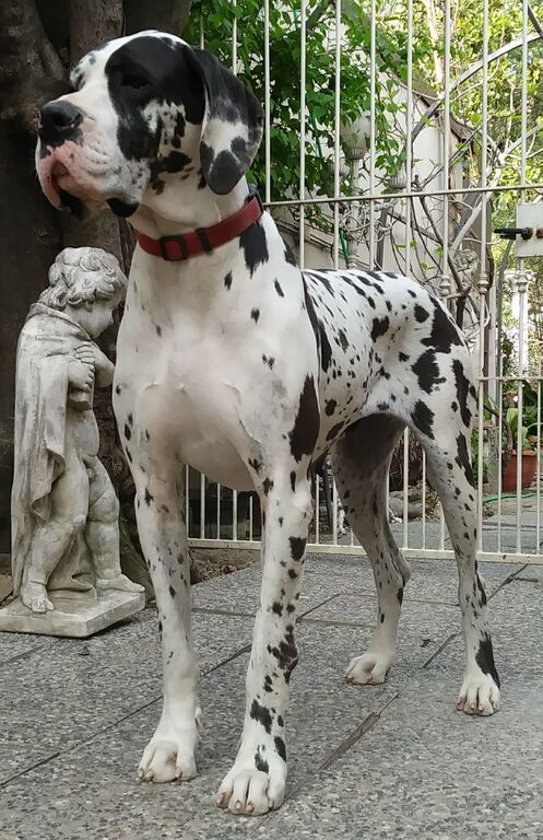 5389655  Alani  neri