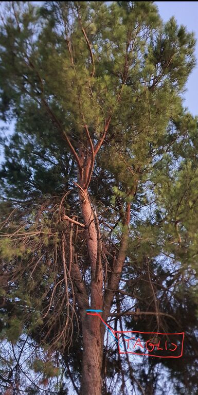 5371199 Alberi e legna di pino marino