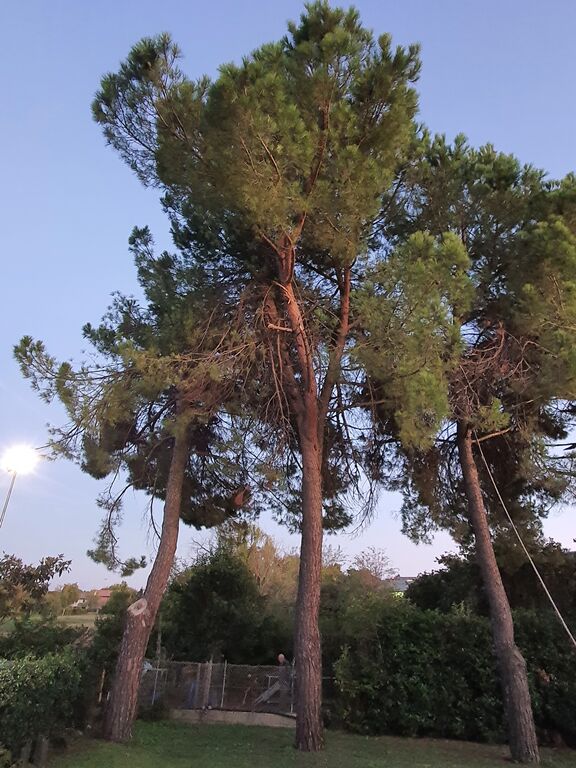 5371200 Alberi e legna di pino marino