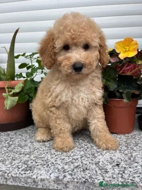 5407503  Barboncina toy albicocca