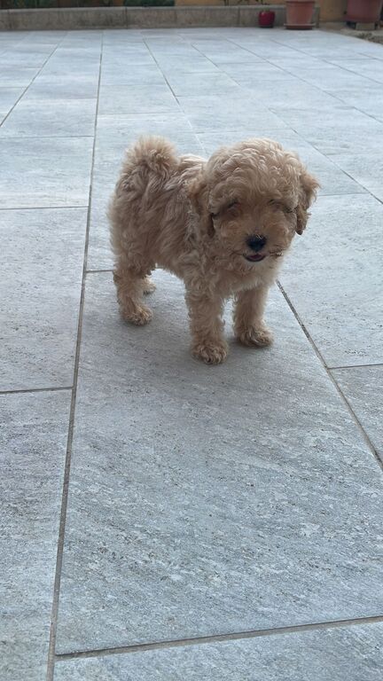 5351139  Barboncini nani