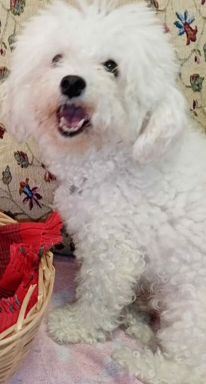 5351140  Barboncini nani