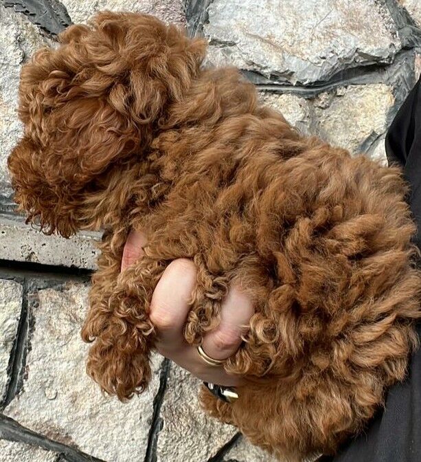 5357664  Barboncini nani