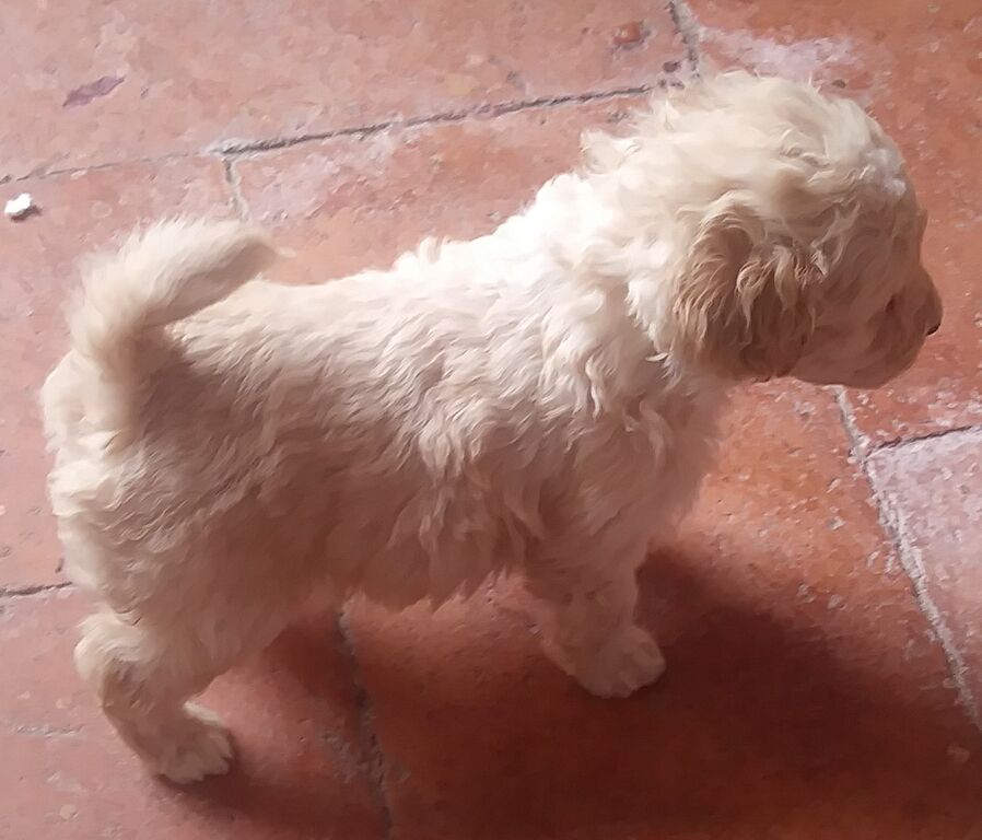 5406247  Barboncini nani
