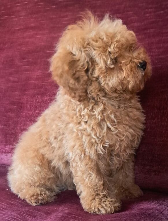 5410102  Barboncini nani e toy