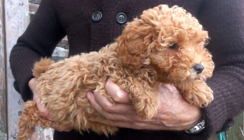 5410103  Barboncini nani e toy