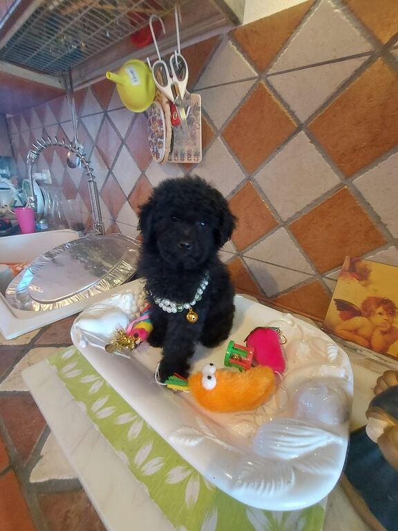 5347432  Barboncino toy