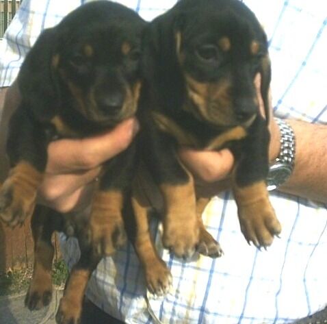 5411094  Bassotte nane