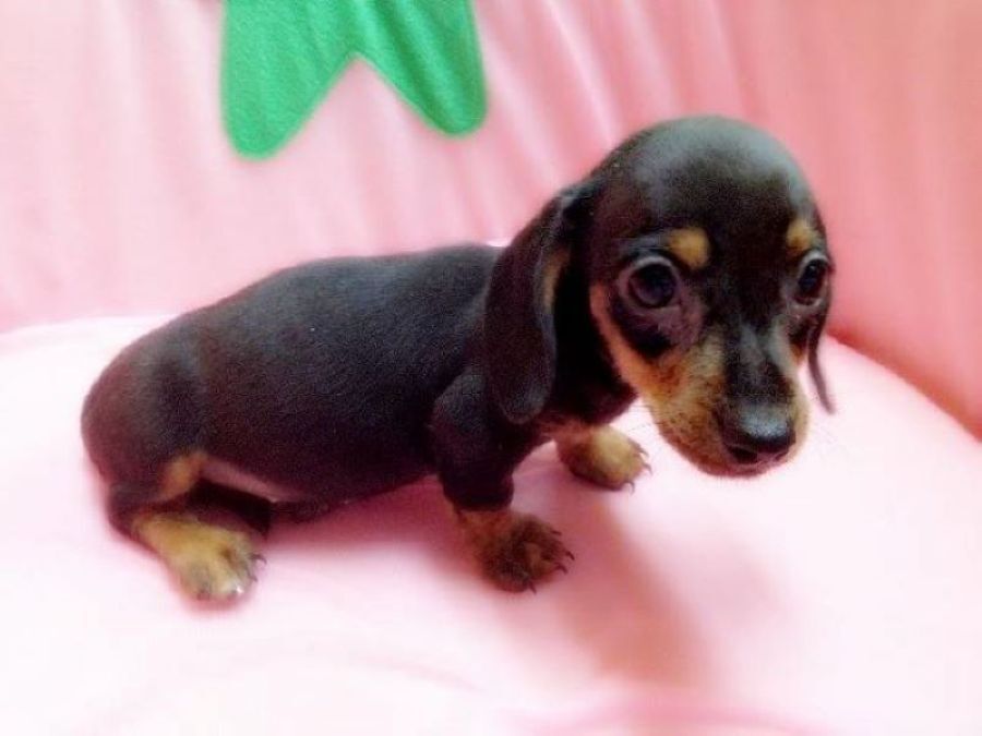 5411096  Bassotte nane