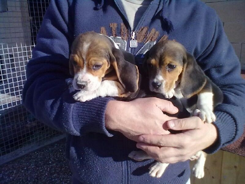 5404660  Beagle tricolore cuccioli