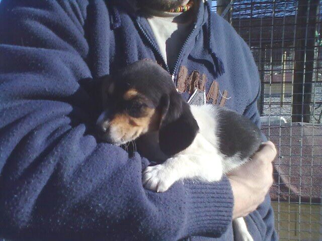5404663  Beagle tricolore cuccioli