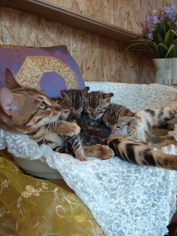 5405712  Bengala gatto