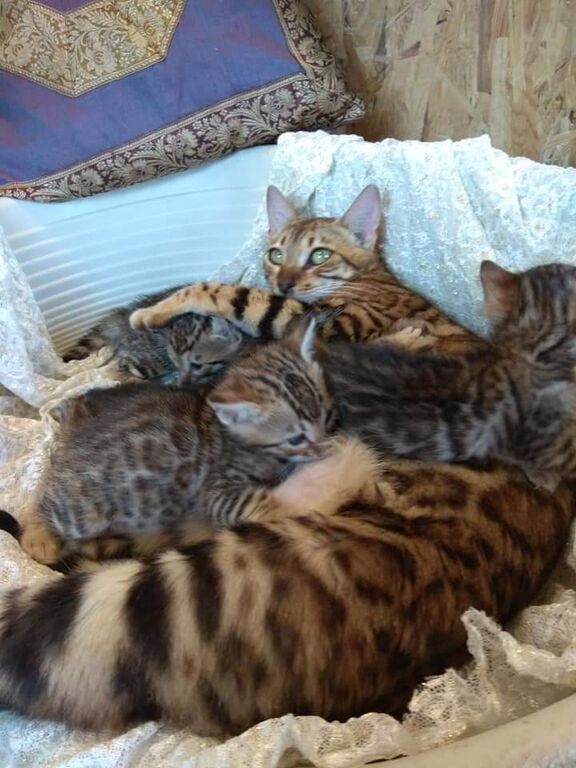 5405713  Bengala gatto