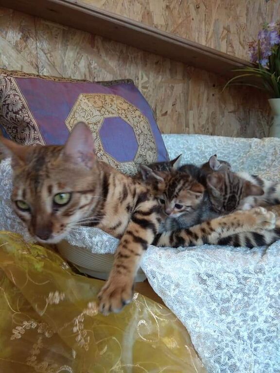 5405714  Bengala gatto