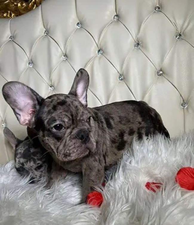 5406664  Bouledogue francese cuccioli