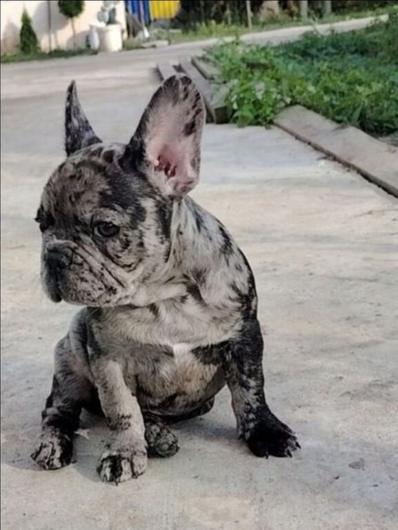 5406665  Bouledogue francese cuccioli