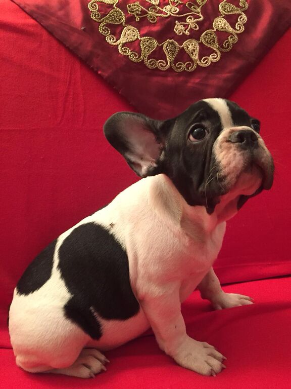 5406666  Bouledogue francese cuccioli