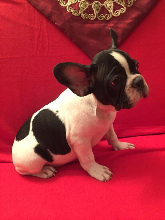 5406667  Bouledogue francese cuccioli