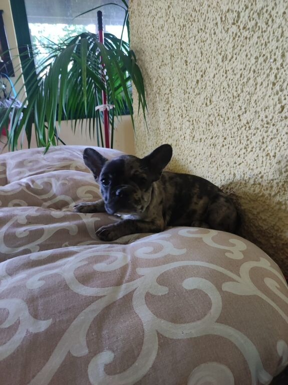 5410452  Bouledogue francese maschietto