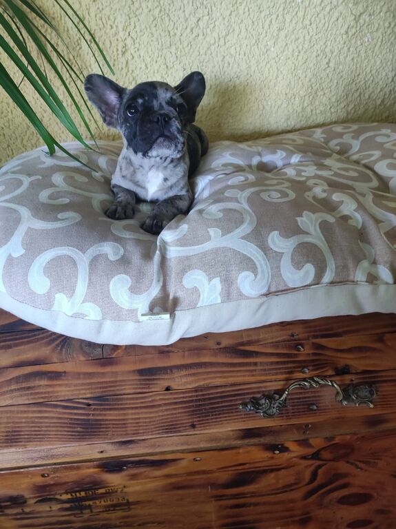 5410453  Bouledogue francese maschietto